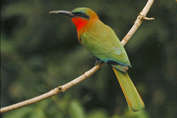 Файл:Redthroatedbeeeater1.jpg