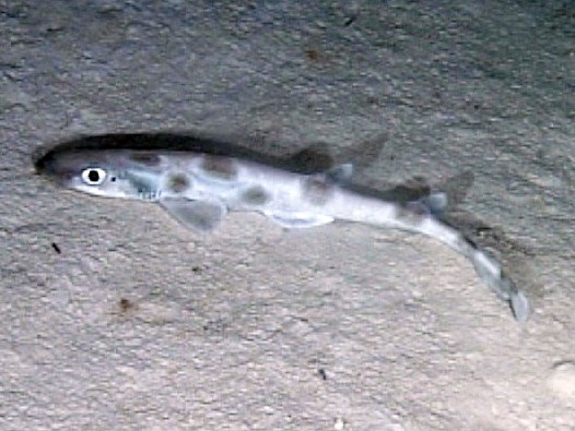 Файл:Catshark oedv2.jpg