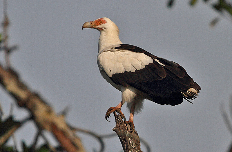 Файл:Flickr - Rainbirder - Palm-nut Vulture.jpg