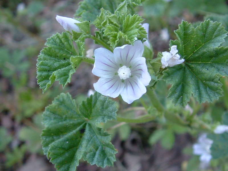 Файл:Malva neglecta01.jpg