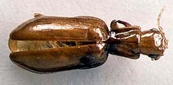 Nototylus fryi