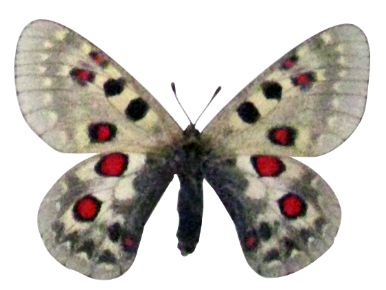 Файл:Parnassius tianschanicus.png