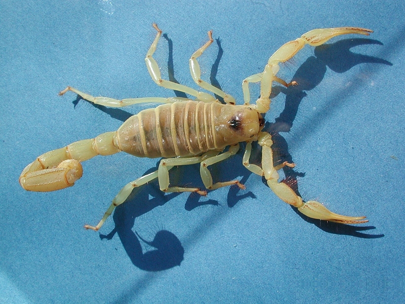 Файл:Skorpion fg01.jpg