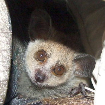 Файл:Galago granti 2.jpg