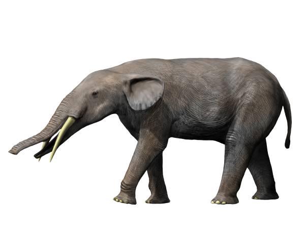 Файл:Gomphotherium NT small.jpg
