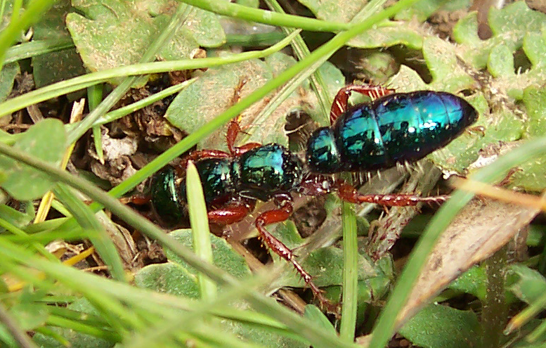 Файл:Closeup blue ant.jpg