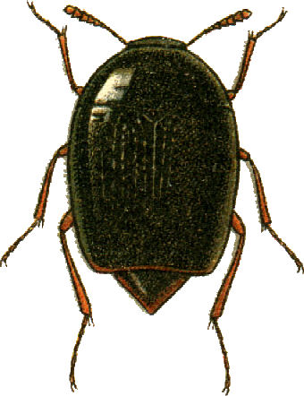 Файл:Cyparium sibiricum Jacobson.png