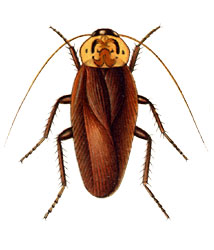 Файл:Homalosilpha vicina.jpg