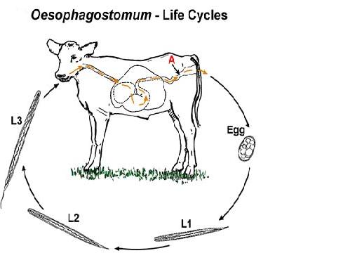Файл:Life cyc.jpg