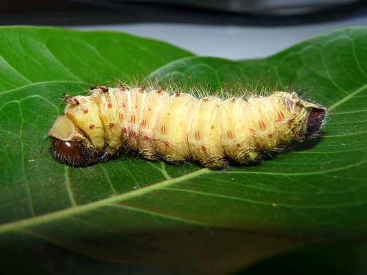 Файл:MMCAT DURING LAST MOLTING.jpg