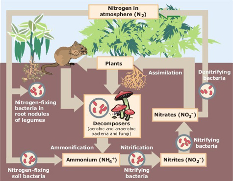 Файл:Nitrogen Cycle.jpg