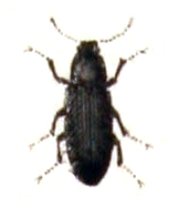 Zorochros dermestoides