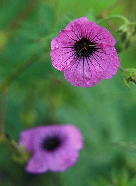 Файл:Geranium-'Patricia'.jpg