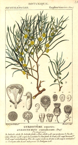 Файл:Gyrostemon ramulosus.jpg