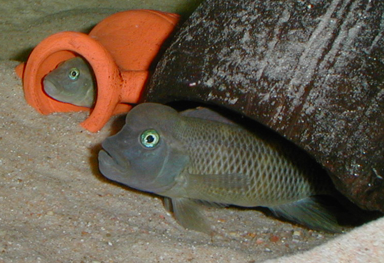 Файл:Steatocranus casuarius.jpg