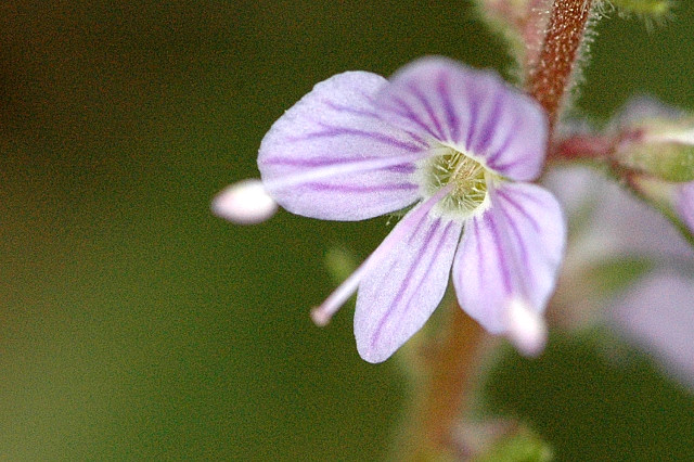 Файл:Veronica.officinalis.-.lindsey.jpg