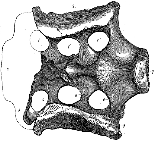 Файл:Atlantosaurus montanus.jpg
