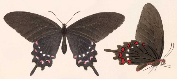 Файл:BCA – Parides alopius.jpg