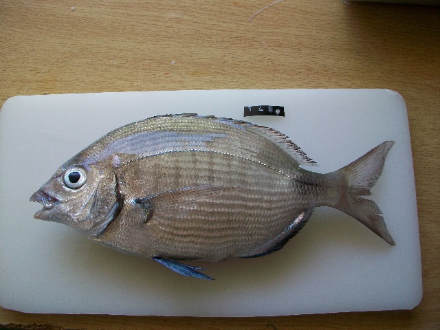 Файл:Diplodus capensis.jpg