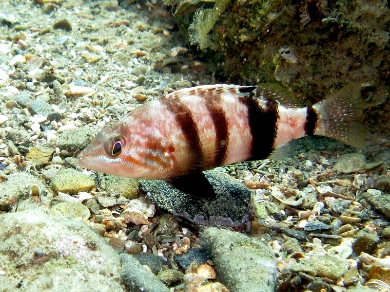 Файл:Serranus hepatus Trieste.jpg