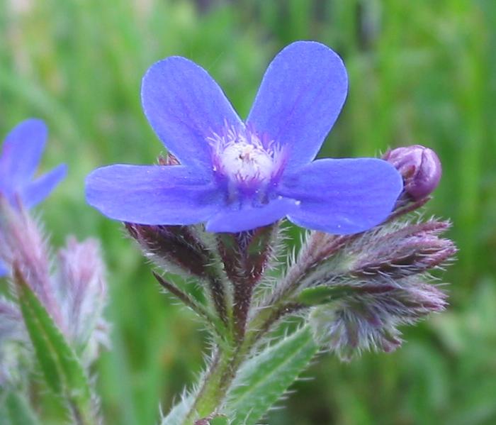 Файл:Anchusa azurea flor.jpg