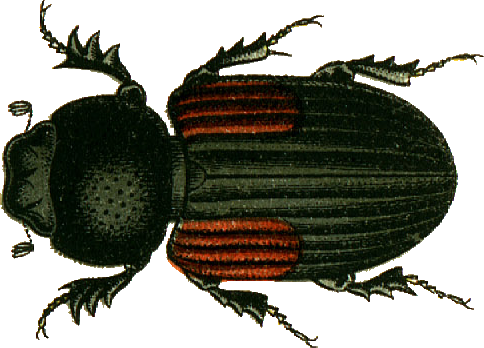 Файл:Aphodius varians Jacobson 1.png