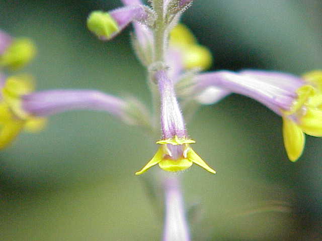 Файл:Cryptophragmium ceylanicum1.jpg