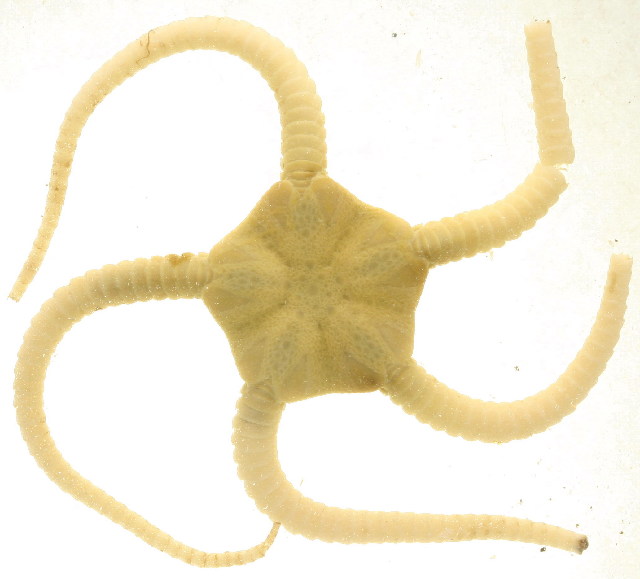 Файл:Ophiopleura borealis (ABMBS015-10).jpg