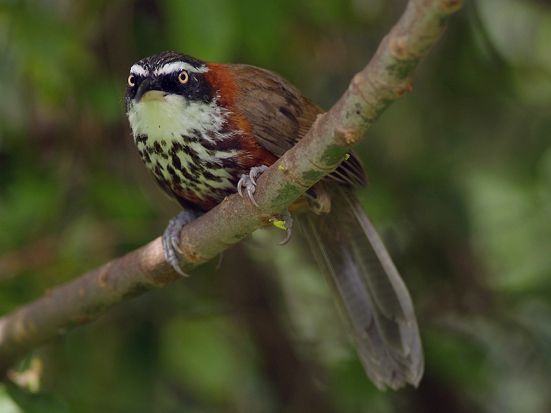 Файл:Pomatorhinus ruficollis P6182119.jpg