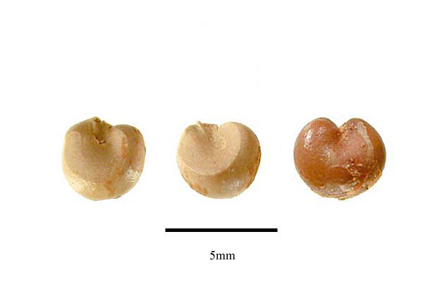 Файл:Schisa02.jpg