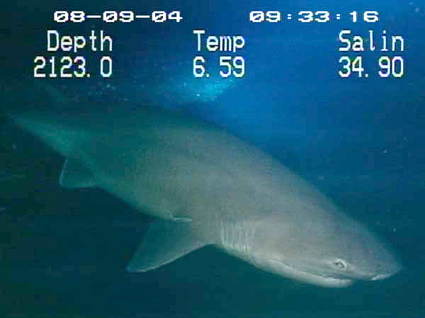 Файл:Six-gill shark.jpg