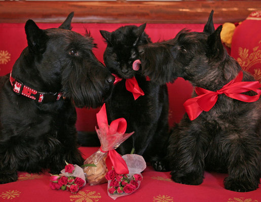 Файл:WhiteHousePets, ValentinesDay2007.jpg