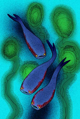 Файл:Archipelepis turbinata.jpg
