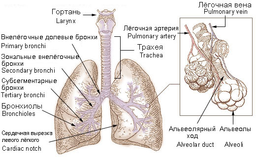 Файл:Bronchi lungs ru.jpg