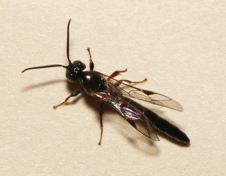 Файл:Carria paradoxa.jpg
