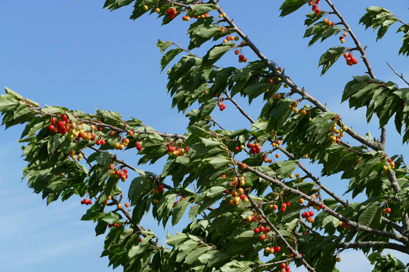 Файл:Cherry tree moving in the wind 1.gif