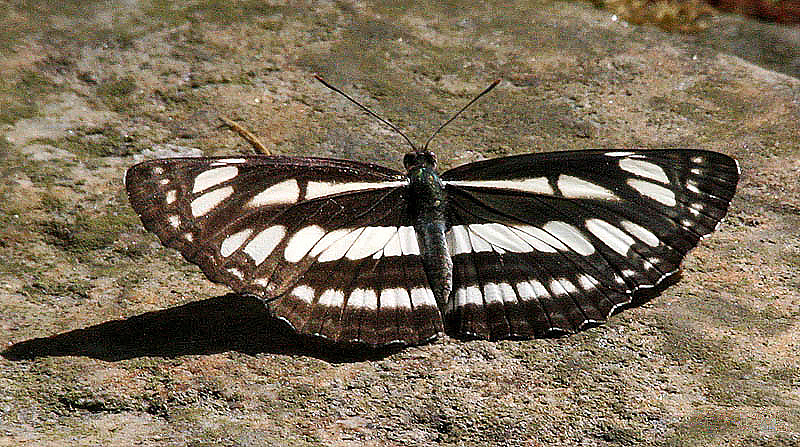 Файл:Common Sailor I IMG 6507.jpg