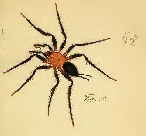 Файл:Diplura macrura.png