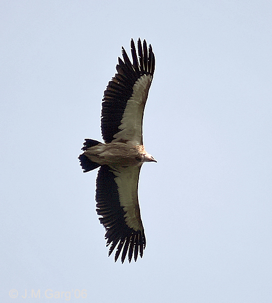 Файл:Himalayan Griffon I IMG 3968.jpg