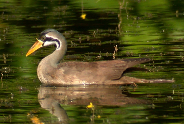 Файл:Masked Finfoot2.jpg