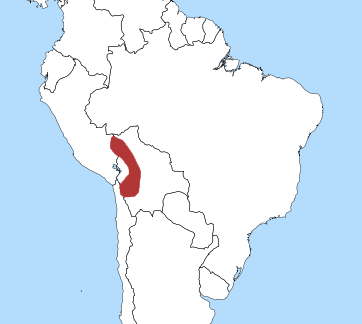 Файл:Titicaca Grebe.png