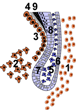 Файл:Cervical-loop.png