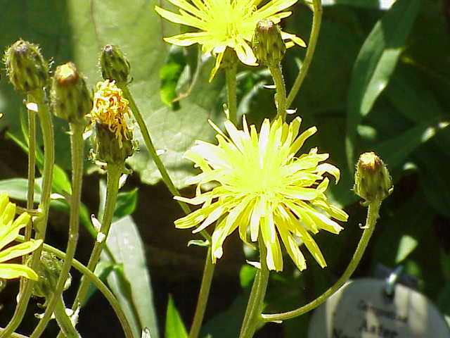Файл:Crepis sibirica0.jpg