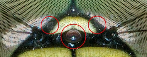 Файл:Dragonfly point eyes (aka).jpg