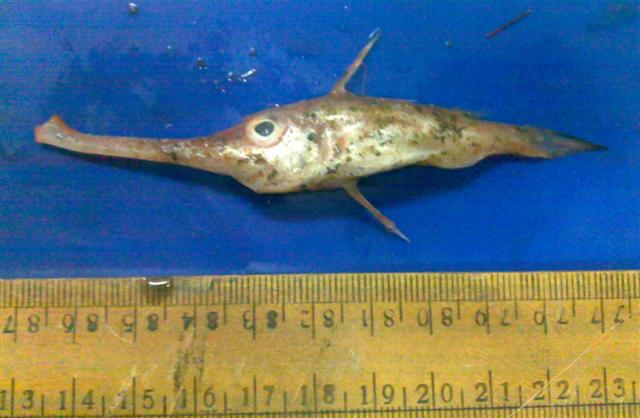 Файл:Macrorhamphosodes platycheilus.jpg