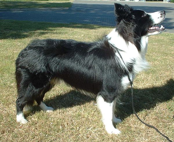 Файл:Border Collie 600.jpg