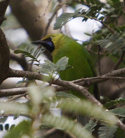 Файл:Chloropsis cochinchinensis.jpg