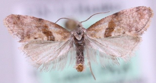 Файл:Cochylidia implicitana1.jpg
