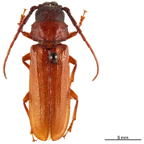Файл:Hephialtes ruber.jpg