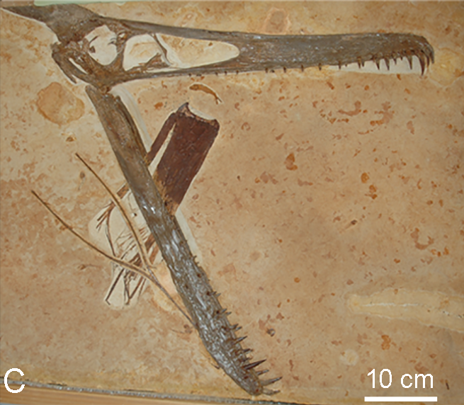 Файл:Ludodactylus sibbicki.png